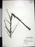 中文名:鐵掃帚(S078415)學名:Lespedeza cuneata (Dumont d. Cours.) G. Don(S078415)中文別名:千里光英文名:Perennial lespedeza, Iron broom