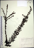 中文名:鐵掃帚(S082039)學名:Lespedeza cuneata (Dumont d. Cours.) G. Don(S082039)中文別名:千里光英文名:Perennial lespedeza, Iron broom