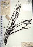 中文名:鐵掃帚(S084446)學名:Lespedeza cuneata (Dumont d. Cours.) G. Don(S084446)中文別名:千里光英文名:Perennial lespedeza, Iron broom