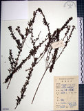 中文名:鐵掃帚(S087006)學名:Lespedeza cuneata (Dumont d. Cours.) G. Don(S087006)中文別名:千里光英文名:Perennial lespedeza, Iron broom
