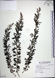 中文名:鐵掃帚(S091792)學名:Lespedeza cuneata (Dumont d. Cours.) G. Don(S091792)中文別名:千里光英文名:Perennial lespedeza, Iron broom