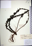 中文名:鐵掃帚(S098684)學名:Lespedeza cuneata (Dumont d. Cours.) G. Don(S098684)中文別名:千里光英文名:Perennial lespedeza, Iron broom