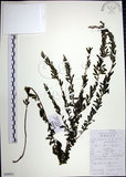 中文名:鐵掃帚(S099951)學名:Lespedeza cuneata (Dumont d. Cours.) G. Don(S099951)中文別名:千里光英文名:Perennial lespedeza, Iron broom