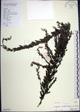 中文名:鐵掃帚(S102516)學名:Lespedeza cuneata (Dumont d. Cours.) G. Don(S102516)中文別名:千里光英文名:Perennial lespedeza, Iron broom