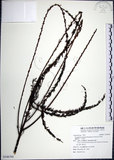 中文名:鐵掃帚(S106768)學名:Lespedeza cuneata (Dumont d. Cours.) G. Don(S106768)中文別名:千里光英文名:Perennial lespedeza, Iron broom