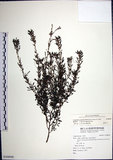 中文名:鐵掃帚(S108949)學名:Lespedeza cuneata (Dumont d. Cours.) G. Don(S108949)中文別名:千里光英文名:Perennial lespedeza, Iron broom