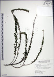 中文名:鐵掃帚(S115909)學名:Lespedeza cuneata (Dumont d. Cours.) G. Don(S115909)中文別名:千里光英文名:Perennial lespedeza, Iron broom