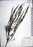 中文名:鐵掃帚(S120687)學名:Lespedeza cuneata (Dumont d. Cours.) G. Don(S120687)中文別名:千里光英文名:Perennial lespedeza, Iron broom