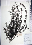 中文名:鐵掃帚(S127515)學名:Lespedeza cuneata (Dumont d. Cours.) G. Don(S127515)中文別名:千里光英文名:Perennial lespedeza, Iron broom