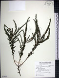 中文名:鐵掃帚(S129623)學名:Lespedeza cuneata (Dumont d. Cours.) G. Don(S129623)中文別名:千里光英文名:Perennial lespedeza, Iron broom