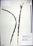 中文名:鐵掃帚(S132582)學名:Lespedeza cuneata (Dumont d. Cours.) G. Don(S132582)中文別名:千里光英文名:Perennial lespedeza, Iron broom