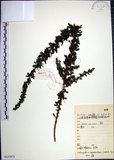 中文名:鐵掃帚(S133975)學名:Lespedeza cuneata (Dumont d. Cours.) G. Don(S133975)中文別名:千里光英文名:Perennial lespedeza, Iron broom