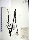 中文名:鐵掃帚(S134598)學名:Lespedeza cuneata (Dumont d. Cours.) G. Don(S134598)中文別名:千里光英文名:Perennial lespedeza, Iron broom