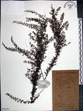 中文名:鐵掃帚(S134797)學名:Lespedeza cuneata (Dumont d. Cours.) G. Don(S134797)中文別名:千里光英文名:Perennial lespedeza, Iron broom