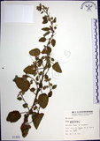 中文名:圓葉金午時花(S001303)學名:Sida cordifolia L.(S001303)