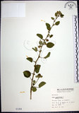 中文名:圓葉金午時花(S001304)學名:Sida cordifolia L.(S001304)