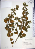 中文名:圓葉金午時花(S002702)學名:Sida cordifolia L.(S002702)