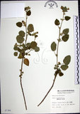 中文名:圓葉金午時花(S007344)學名:Sida cordifolia L.(S007344)
