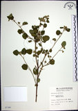 中文名:圓葉金午時花(S007345)學名:Sida cordifolia L.(S007345)