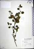 中文名:圓葉金午時花(S007346)學名:Sida cordifolia L.(S007346)