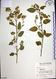 中文名:圓葉金午時花(S014490)學名:Sida cordifolia L.(S014490)