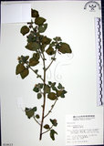 中文名:圓葉金午時花(S014613)學名:Sida cordifolia L.(S014613)