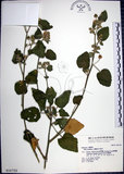 中文名:圓葉金午時花(S016722)學名:Sida cordifolia L.(S016722)