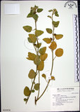 中文名:圓葉金午時花(S016936)學名:Sida cordifolia L.(S016936)