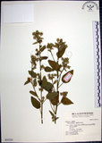 中文名:圓葉金午時花(S031221)學名:Sida cordifolia L.(S031221)