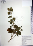 中文名:圓葉金午時花(S043249)學名:Sida cordifolia L.(S043249)