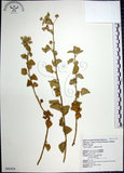 中文名:圓葉金午時花(S043424)學名:Sida cordifolia L.(S043424)