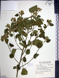 中文名:圓葉金午時花(S053896)學名:Sida cordifolia L.(S053896)