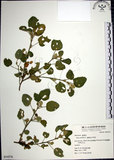 中文名:圓葉金午時花(S054376)學名:Sida cordifolia L.(S054376)