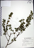 中文名:圓葉金午時花(S055060)學名:Sida cordifolia L.(S055060)
