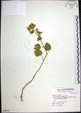 中文名:圓葉金午時花(S069111)學名:Sida cordifolia L.(S069111)