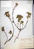 中文名:圓葉金午時花(S072204)學名:Sida cordifolia L.(S072204)