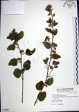 中文名:圓葉金午時花(S078289)學名:Sida cordifolia L.(S078289)