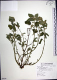 中文名:圓葉金午時花(S086249)學名:Sida cordifolia L.(S086249)