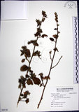 中文名:圓葉金午時花(S088748)學名:Sida cordifolia L.(S088748)