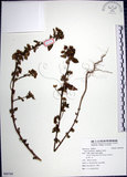 中文名:圓葉金午時花(S088769)學名:Sida cordifolia L.(S088769)