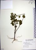 中文名:圓葉金午時花(S096990)學名:Sida cordifolia L.(S096990)