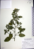中文名:圓葉金午時花(S109517)學名:Sida cordifolia L.(S109517)
