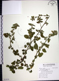 中文名:圓葉金午時花(S110719)學名:Sida cordifolia L.(S110719)