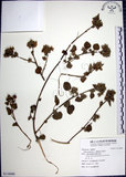 中文名:圓葉金午時花(S116088)學名:Sida cordifolia L.(S116088)