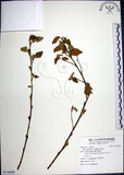 中文名:圓葉金午時花(S116089)學名:Sida cordifolia L.(S116089)