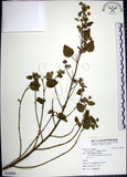 中文名:圓葉金午時花(S116090)學名:Sida cordifolia L.(S116090)
