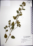 中文名:圓葉金午時花(S116091)學名:Sida cordifolia L.(S116091)