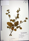 中文名:圓葉金午時花(S116092)學名:Sida cordifolia L.(S116092)