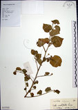 中文名:圓葉金午時花(S127522)學名:Sida cordifolia L.(S127522)