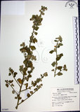 中文名:圓葉金午時花(S053897)學名:Sida cordifolia L.(S053897)